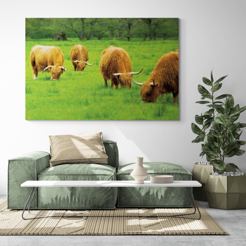 Scottish Highland Cattle Ix by Alan Majchrowicz wall art in a living room