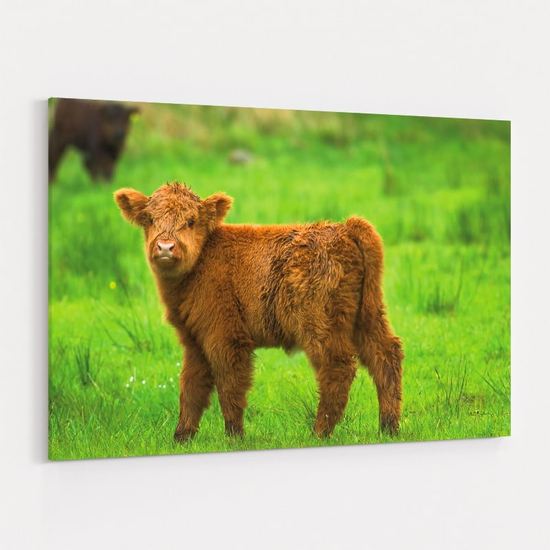 Scottish Highland Cattle X by Alan Majchrowicz wall art