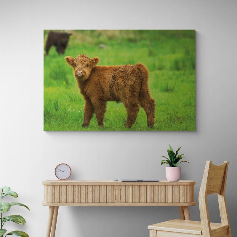 Scottish Highland Cattle X by Alan Majchrowicz wall art from Glam Wall Art