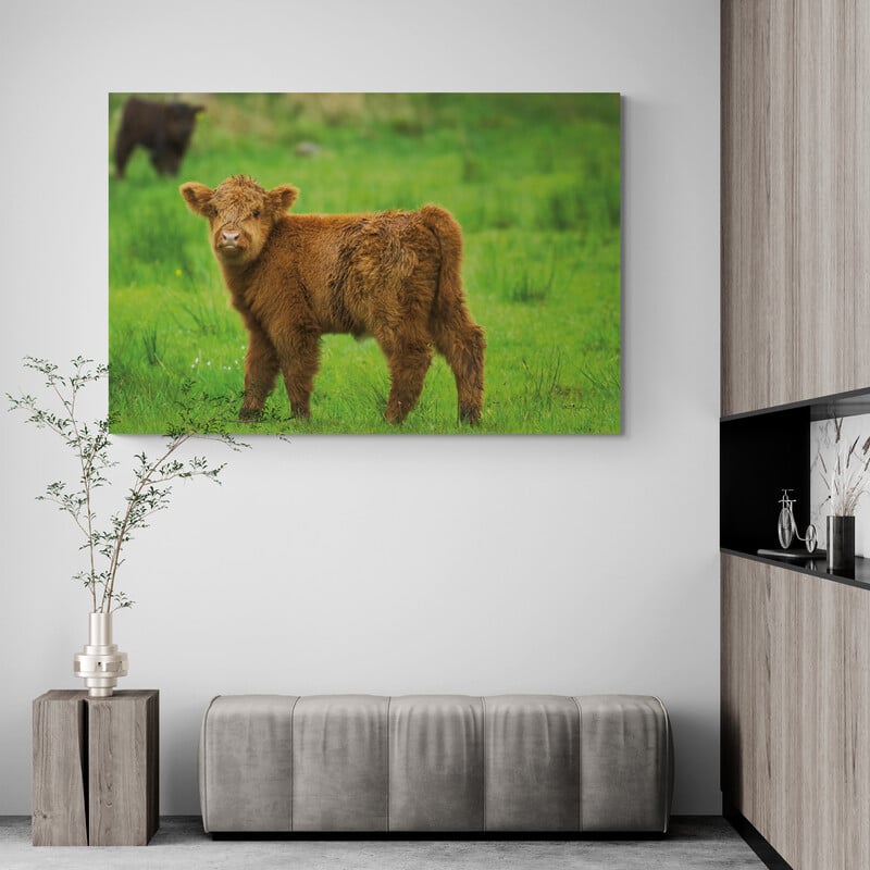 Scottish Highland Cattle X by Alan Majchrowicz wall art in a living room