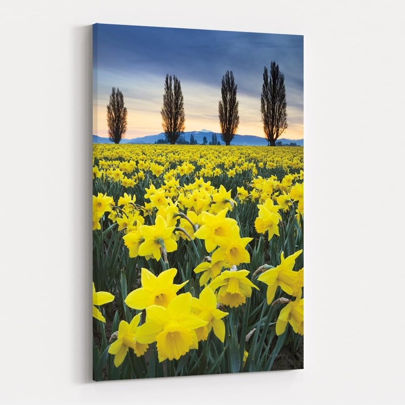 Skagit Valley Daffodils I by Alan Majchrowicz wall art