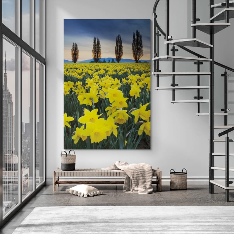 Skagit Valley Daffodils I by Alan Majchrowicz wall art in a living room