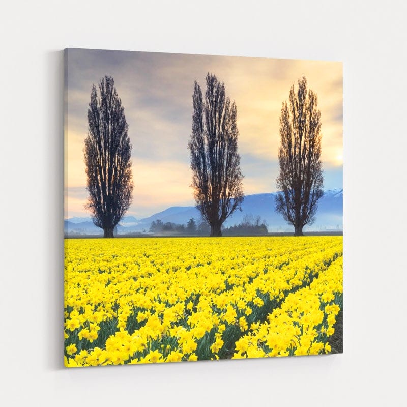 Skagit Valley Daffodils Ii by Alan Majchrowicz wall art