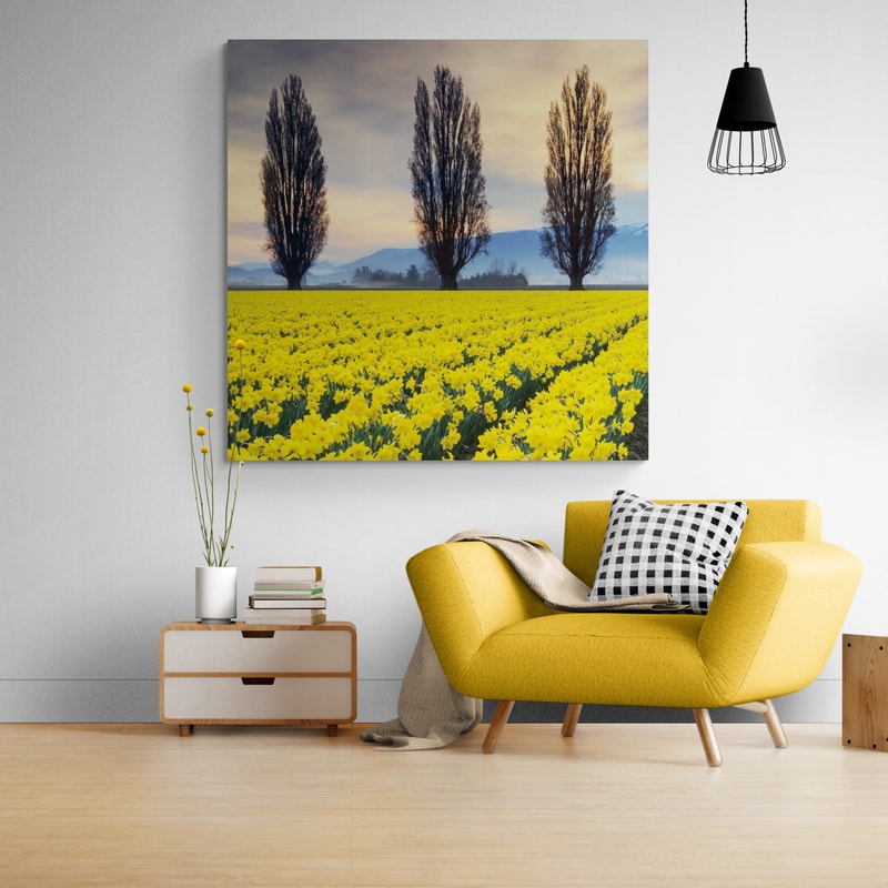Skagit Valley Daffodils Ii by Alan Majchrowicz wall art in a living room
