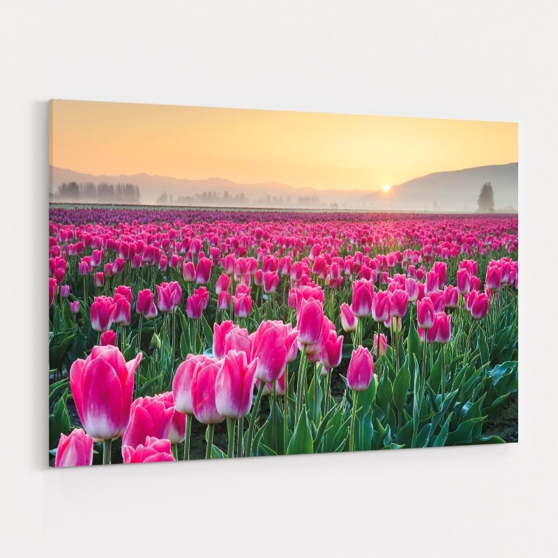 Skagit Valley Tulips I by Alan Majchrowicz wall art
