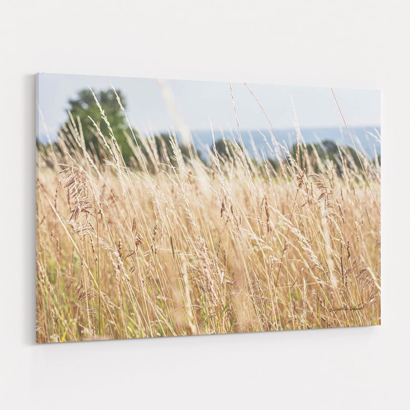 Summer Field I by Elizabeth Urquhart wall art