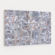 Winter Aspens Closeup by Alan Majchrowicz wall art