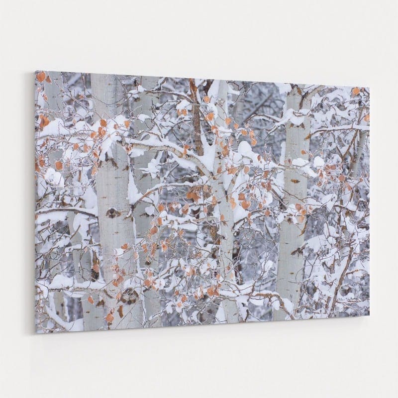 Winter Aspens Closeup by Alan Majchrowicz wall art